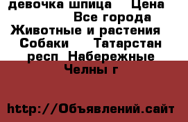 девочка шпица  › Цена ­ 40 000 - Все города Животные и растения » Собаки   . Татарстан респ.,Набережные Челны г.